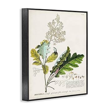 BOTANICAL ART 【import品】 Amazon.com: Artery8 Vintage Botanical Illustration Ernst